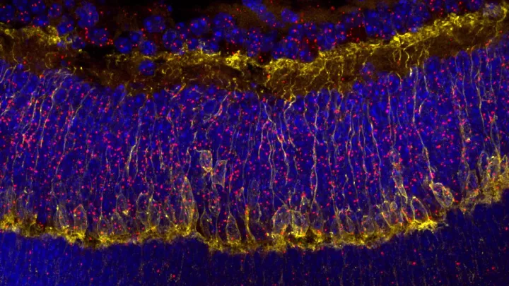 CHLA-Cellular-Imaging-Research-Core-1024x579.jpg