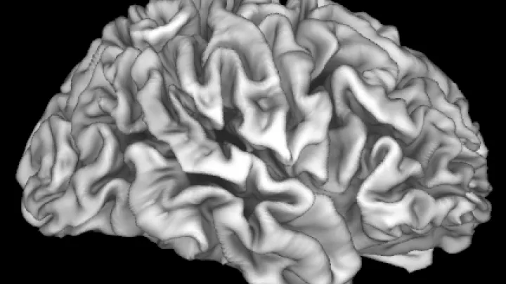 Cortex.png