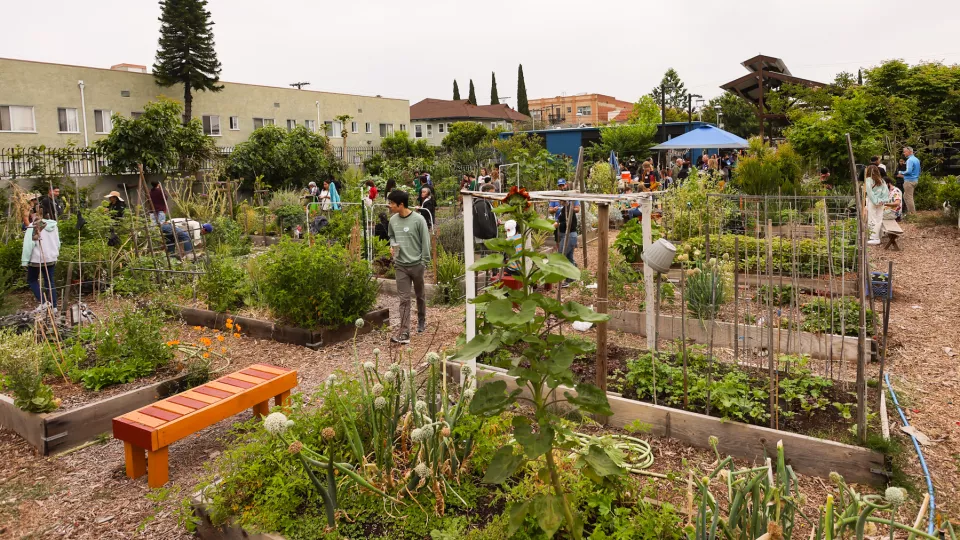 Residents and CHLA volunteers in the East Hollywood Community Garden
