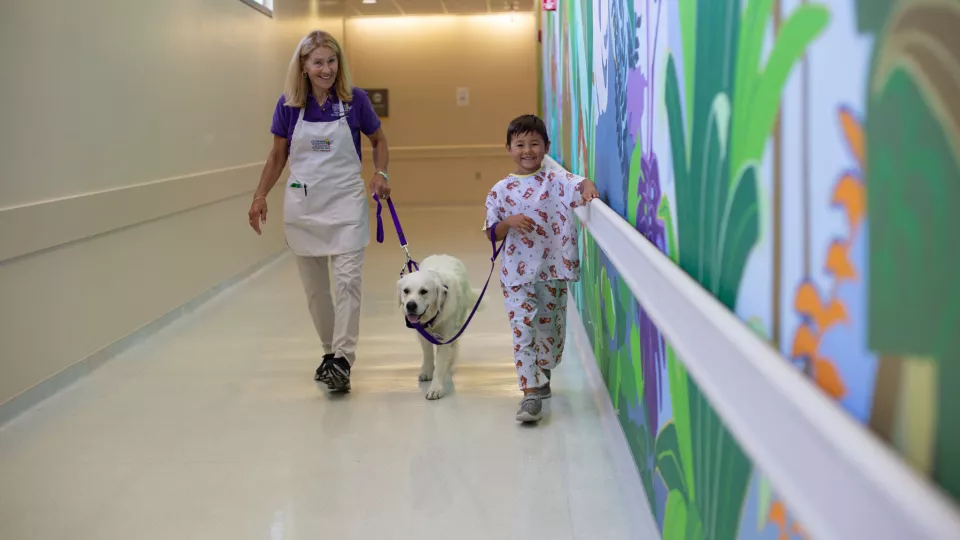 A dog therapy volunteer and her yellow lab walk with a young patient through a hospital hallway.