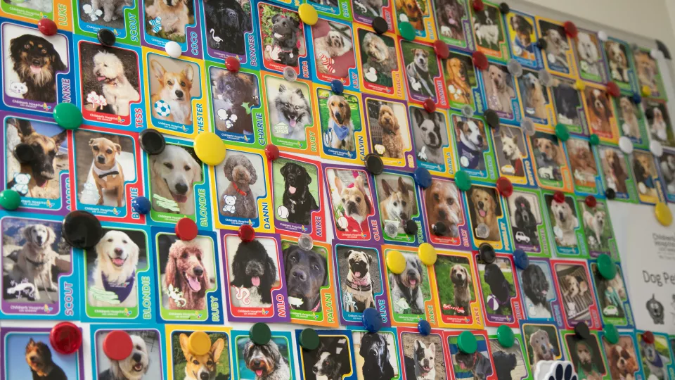 A colorful wall of dozens of "trading cards" for each of CHLA's therapy dogs.