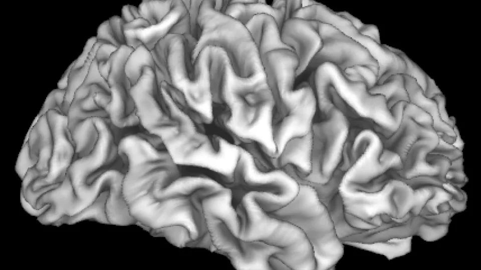 Cortex.png