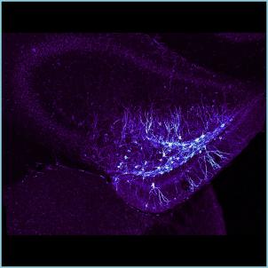 Purple, blue and white shapes spread across a black background.