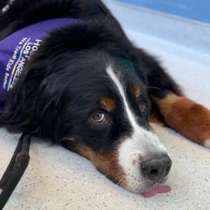 Kacey the Therapy Dog lays on the floor during her shift.